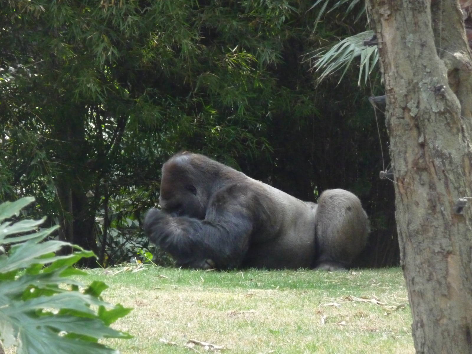 Bantu male gorilla eats discretely Chapultepec Zoo