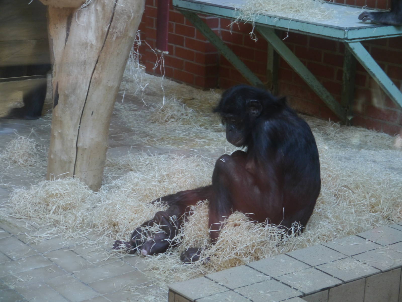 Banya and New Baby - 28/4/2013