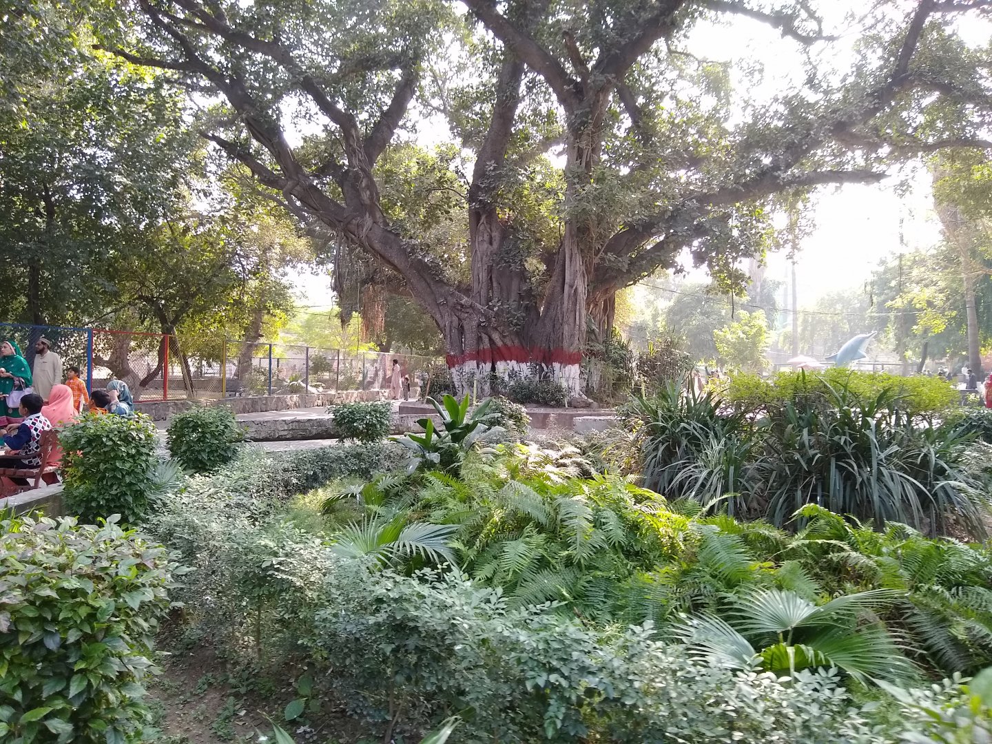 Banyan tree - Lahore zoo 17/11/2019