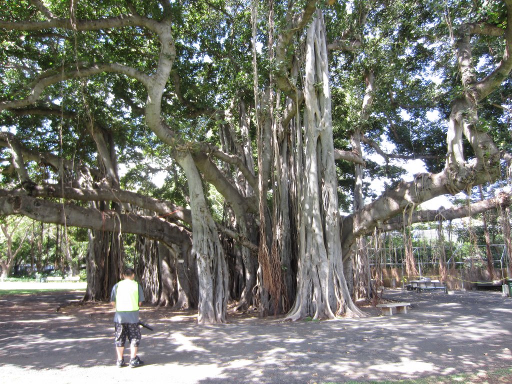 Banyan Tree