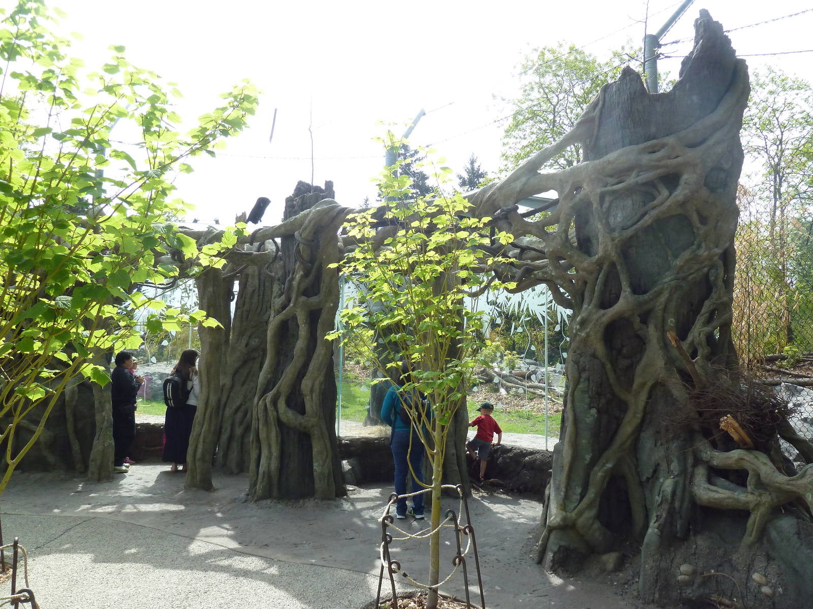 Banyan Wilds - Malayan Tiger Exhibit (New in 2015)