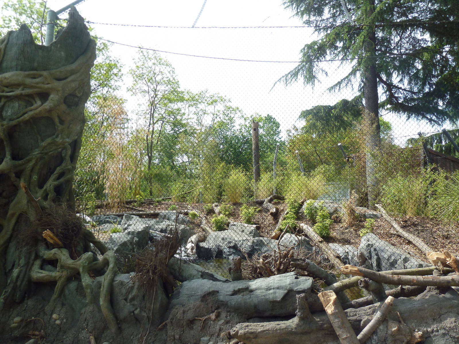 Banyan Wilds - Malayan Tiger Exhibit (New in 2015)