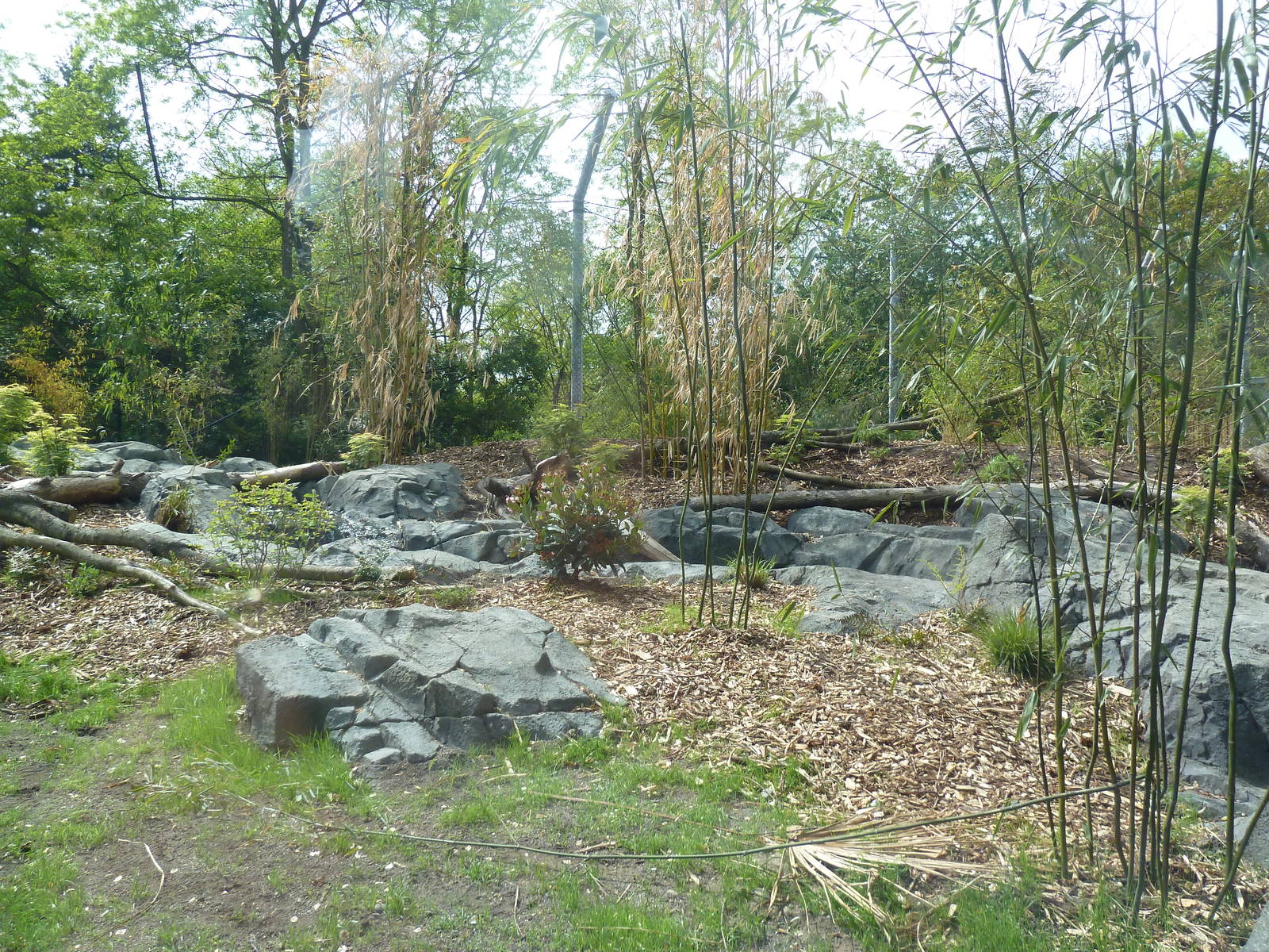 Banyan Wilds - Malayan Tiger Exhibit (New in 2015)