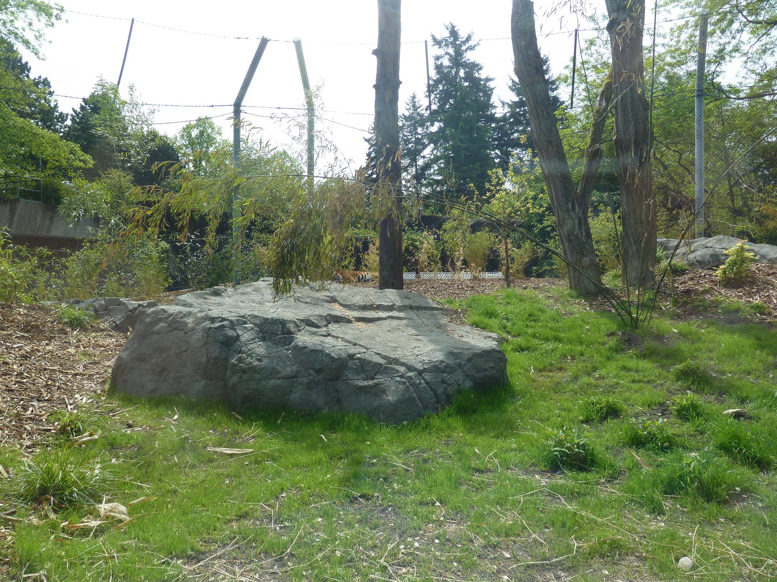 Banyan Wilds - Malayan Tiger Exhibit (New in 2015)