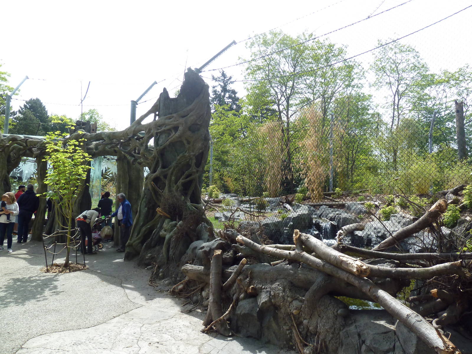 Banyan Wilds - Malayan Tiger Exhibit (New in 2015)