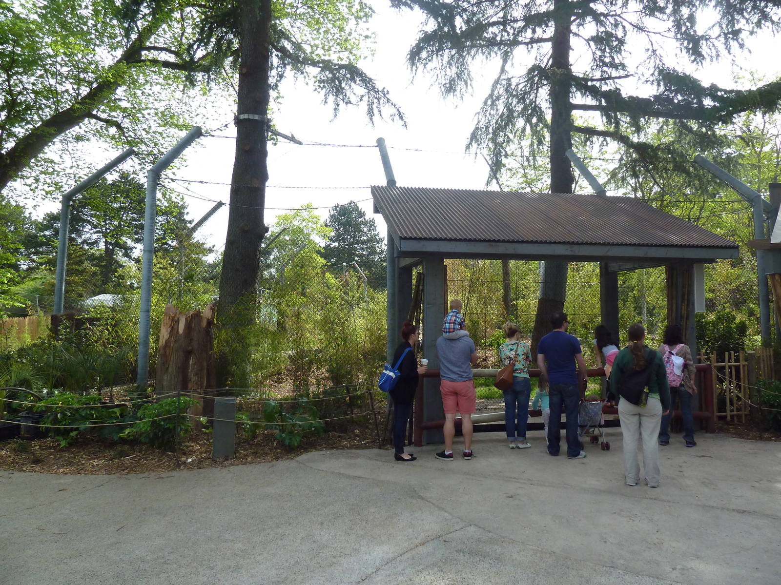 Banyan Wilds - Malayan Tiger Exhibit (New in 2015)