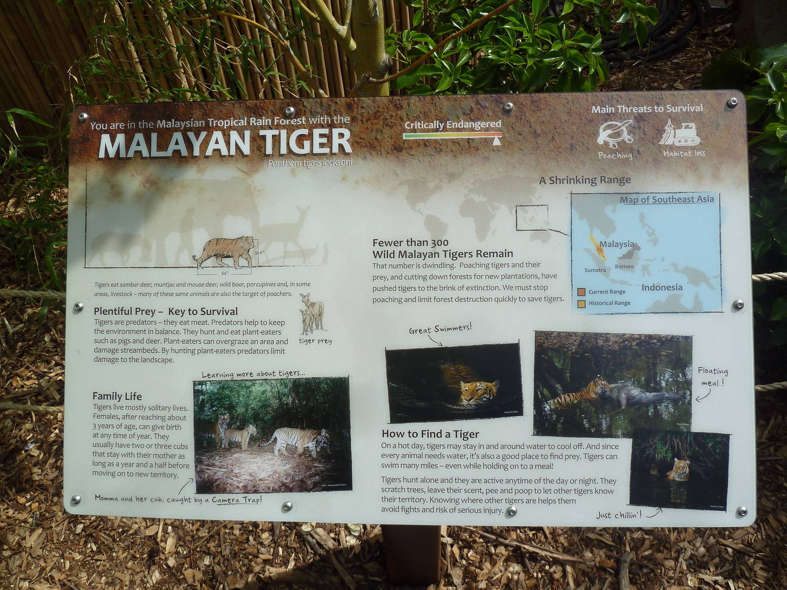 Banyan Wilds - Malayan Tiger Exhibit Sign (New in 2015)