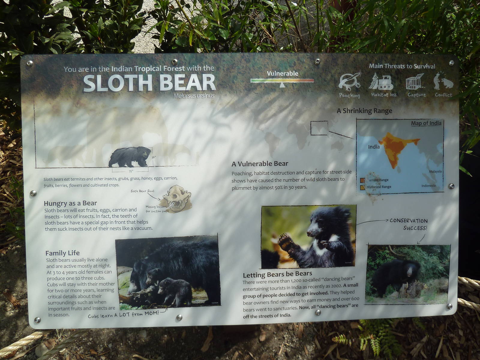 Banyan Wilds - Sloth Bear Exhibit Sign (New in 2015)