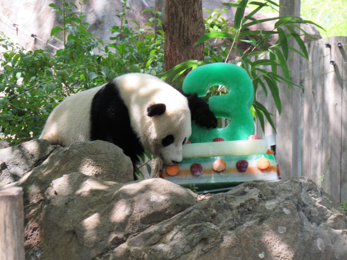 Bao Bao and her birthday cake