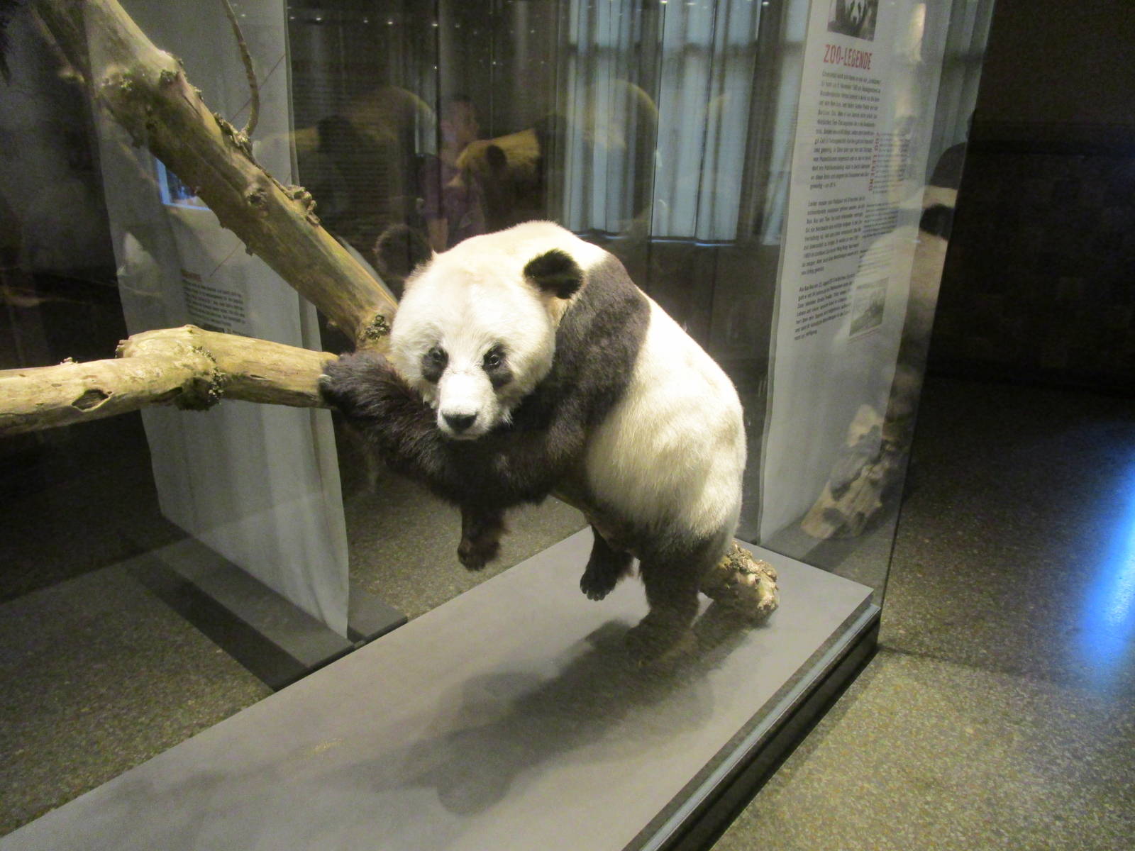 Bao Bao - Berlin Natural History Museum