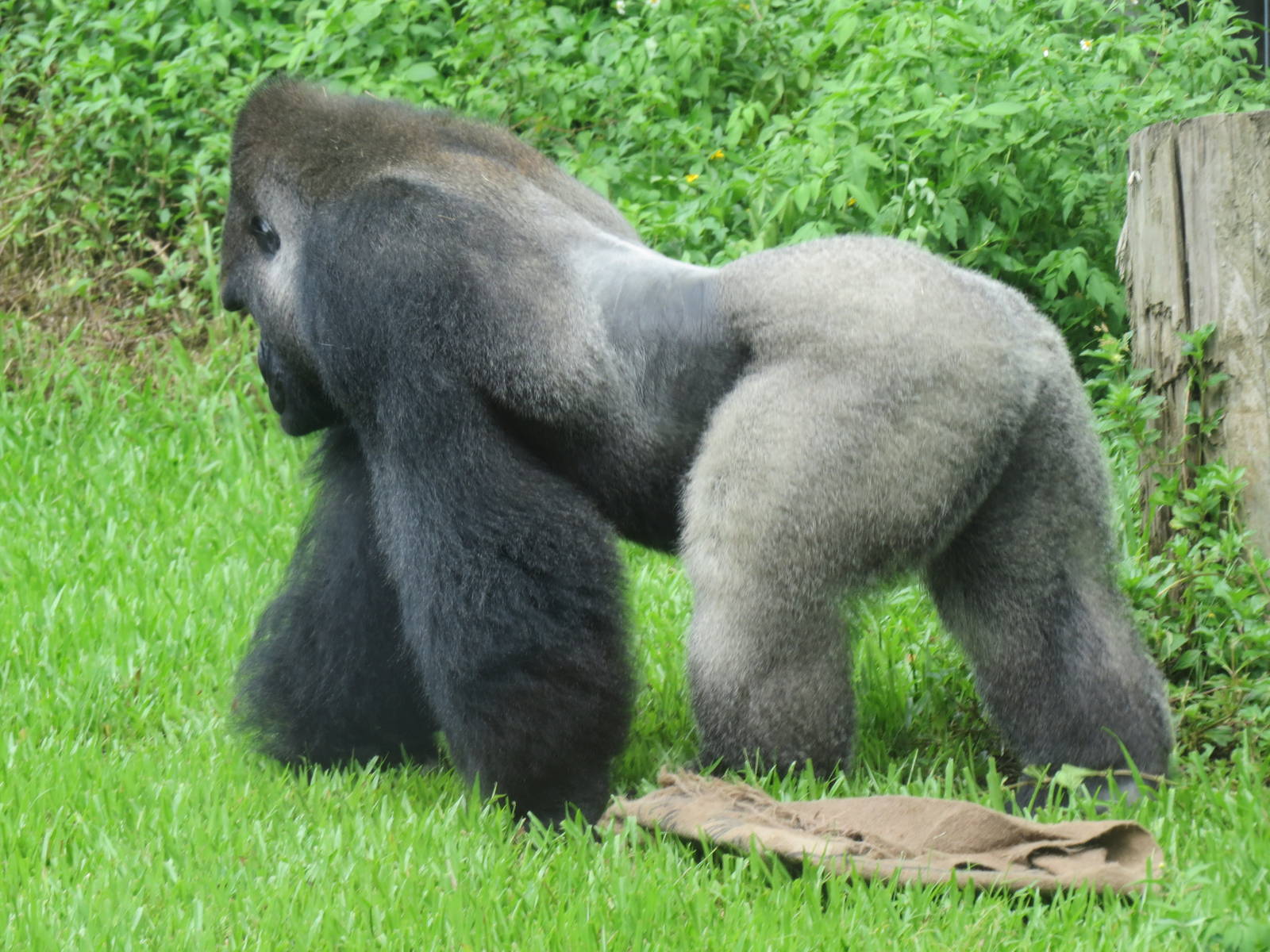 Bao Bao held his favorite blanket