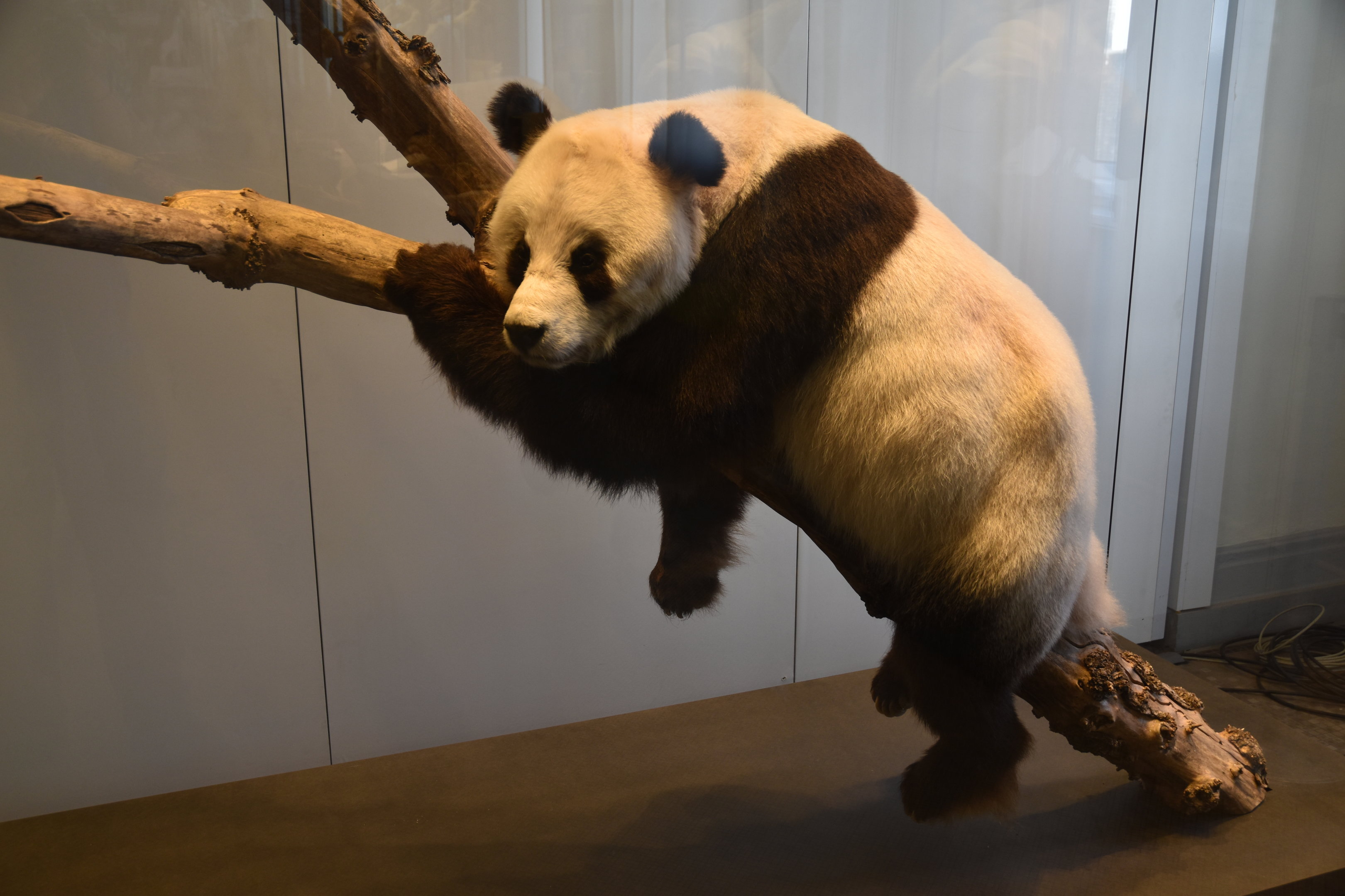 Bao Bao the Giant Panda, Museum für Naturkunde, Berlin, 7th June 2023