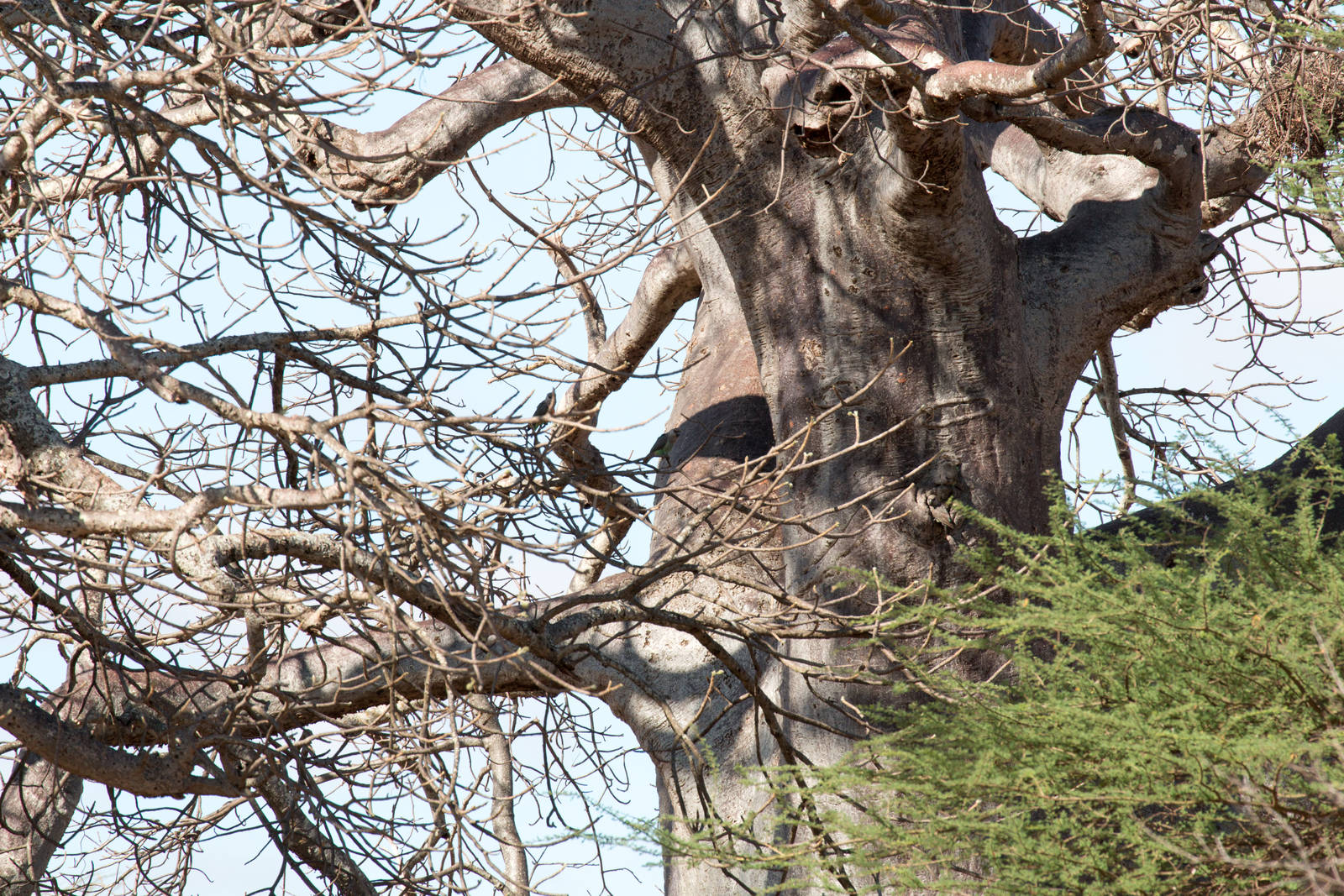 Baobab - 2 pairs of parrots