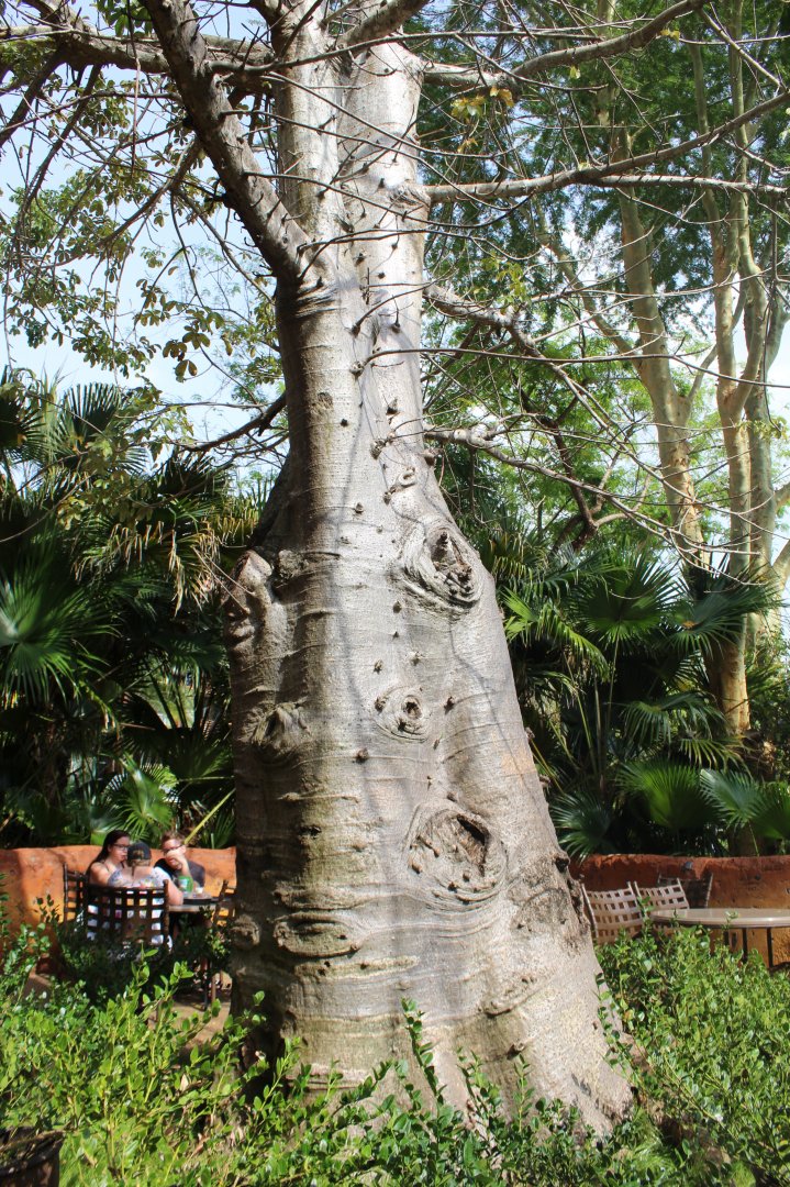 Baobab (Adansonia digitata) LIVE!