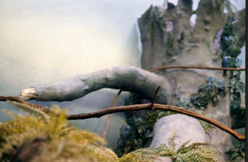 Baobab Tree Exhibit 1976