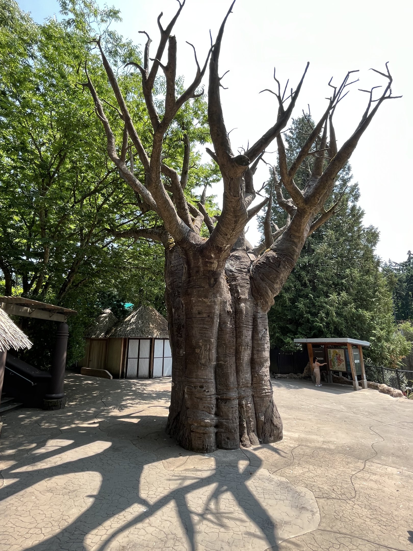 Baobab Tree