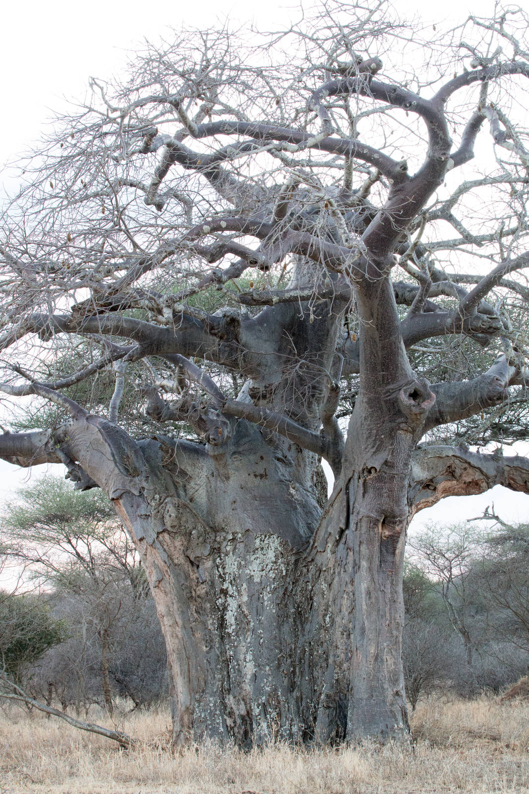 Baobab