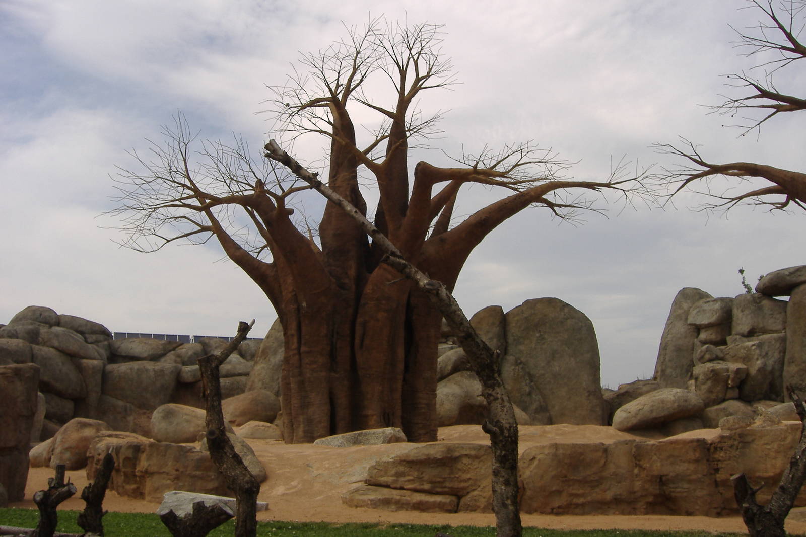 baobabs at bioparc Valencia