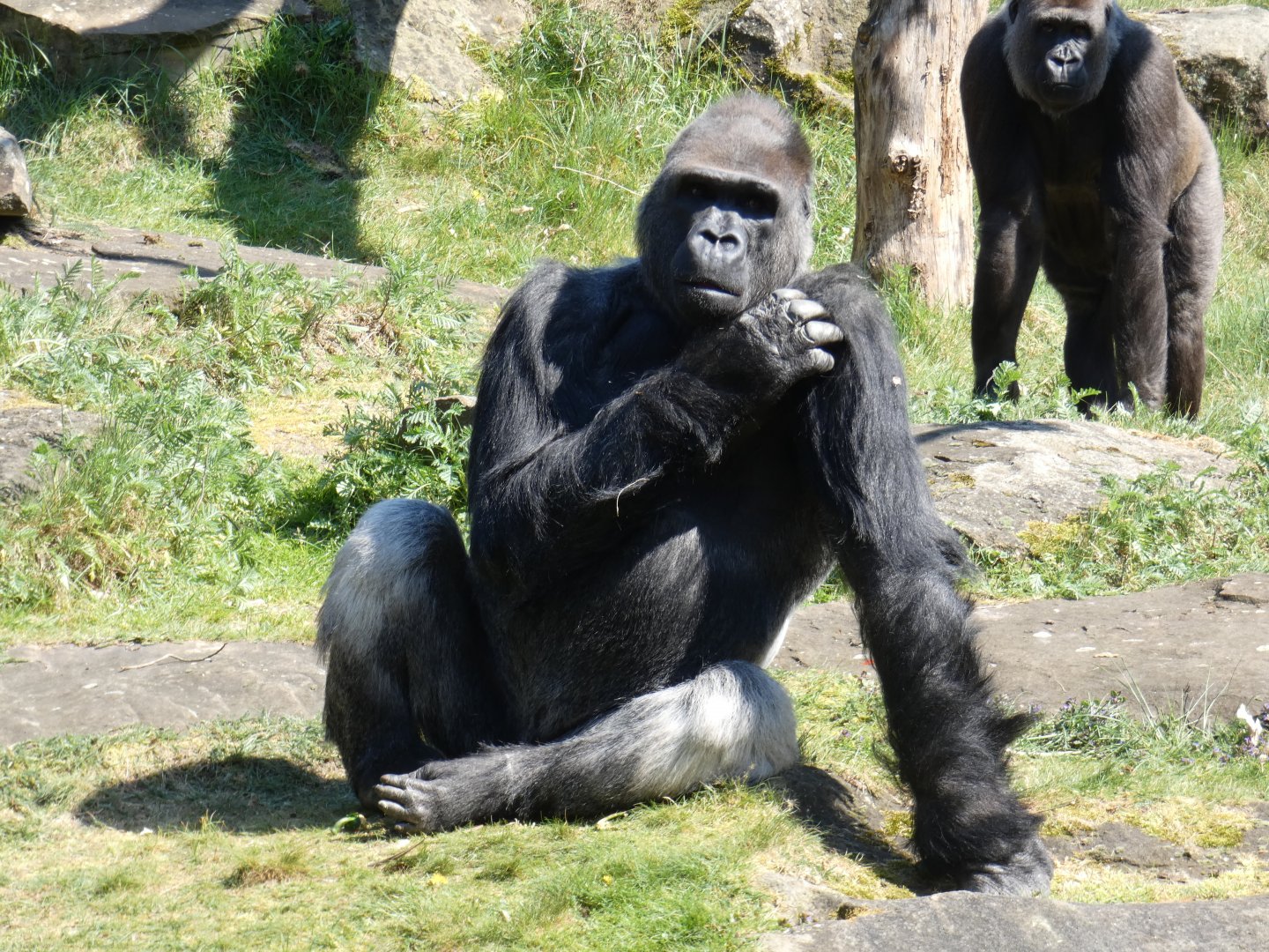 'BaoBao' the new male Western Lowland Gorilla