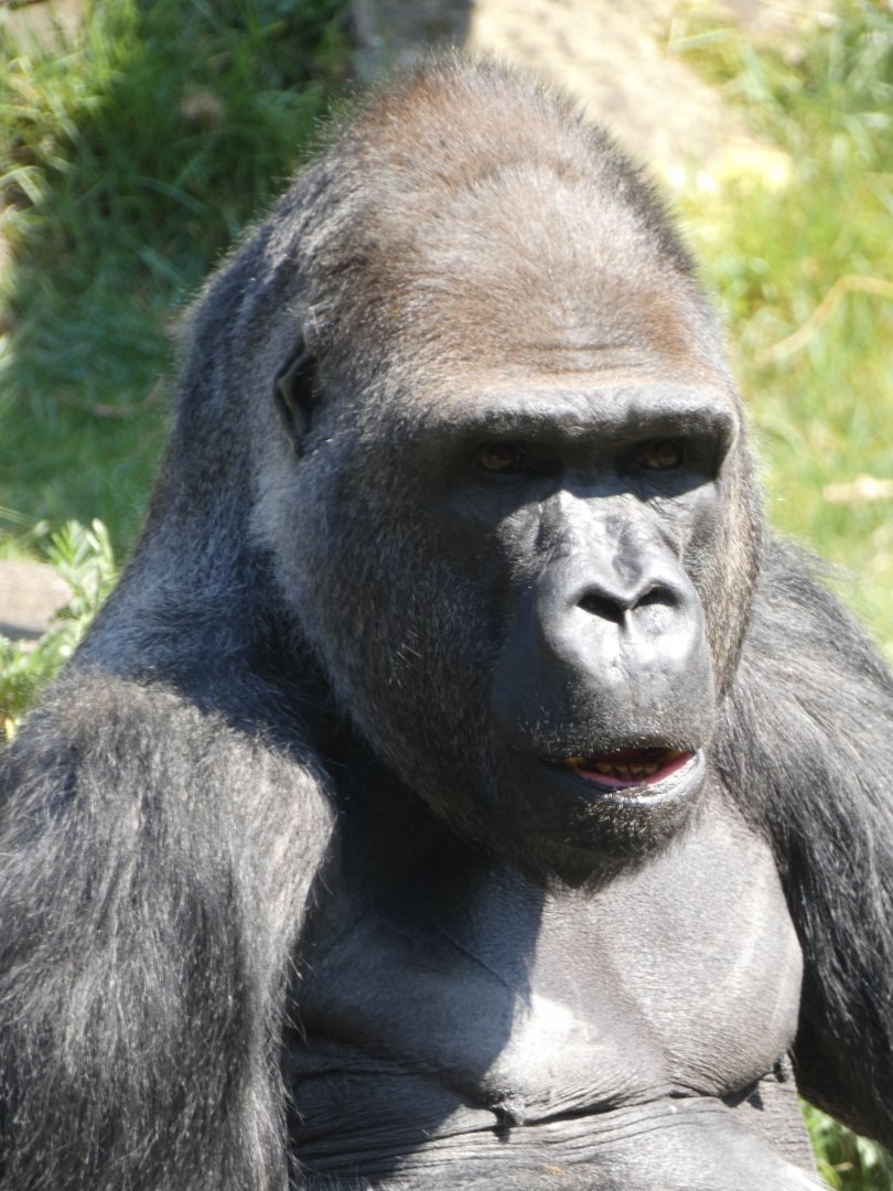 'BaoBao' the new male Western Lowland Gorilla