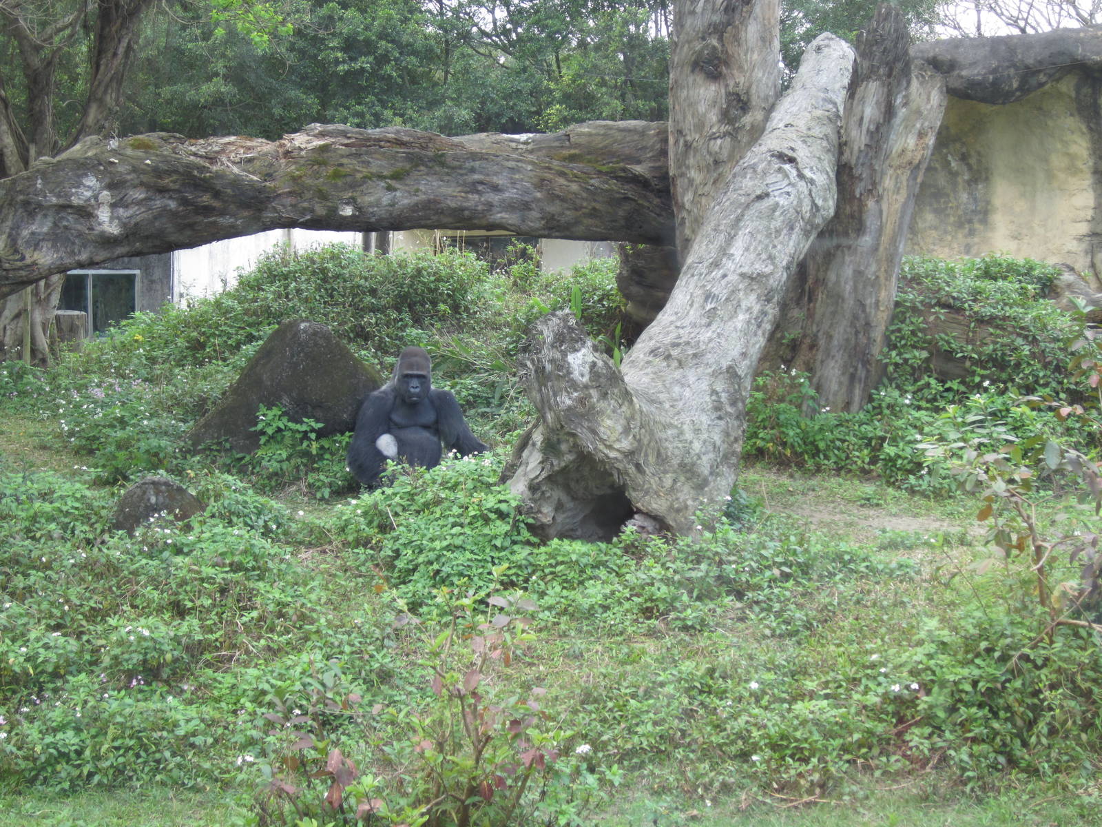 BaoBao The westen lowland gorilla