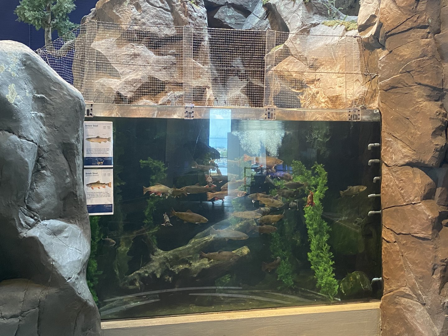 Baptism River - Brook Trout/Brown Trout Tank