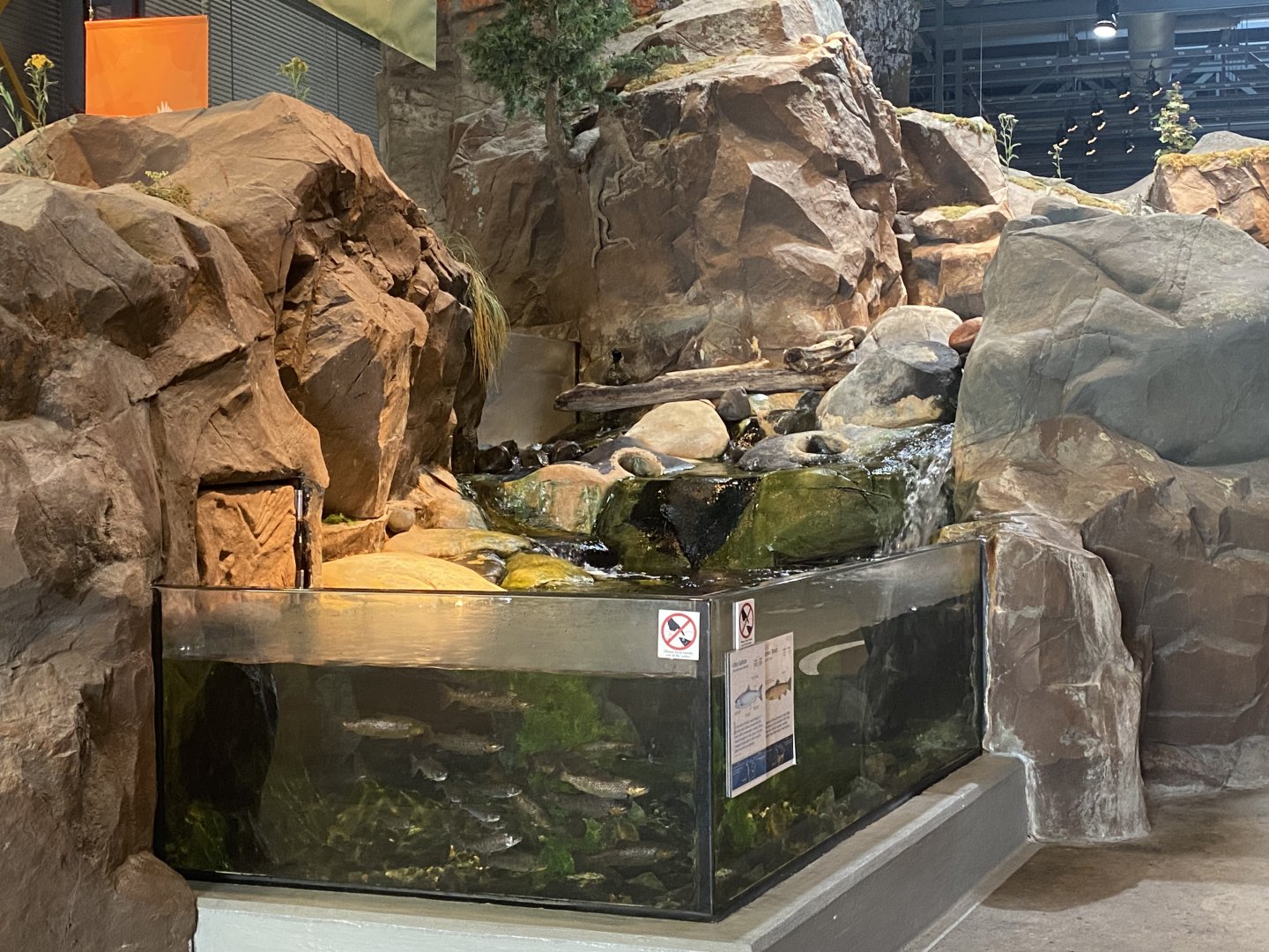 Baptism River - Coho Salmon/Brown Trout Tank