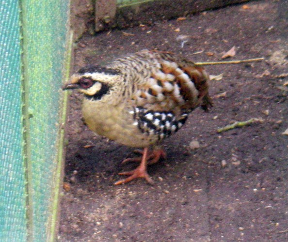 Bar-backed Hill Partridge (Arborophila brunneopectus)