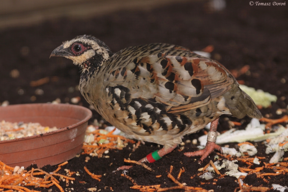 Bar-backed Partridge (Arborophila brunneopectus)