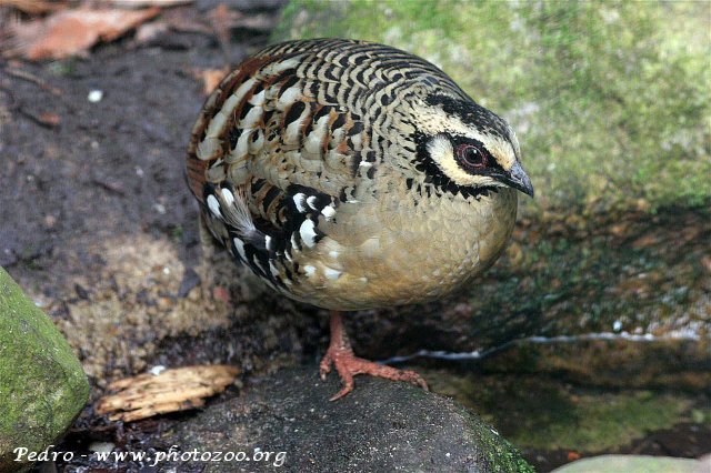 Bar-backed partridge (Arborophila brunneopectus)