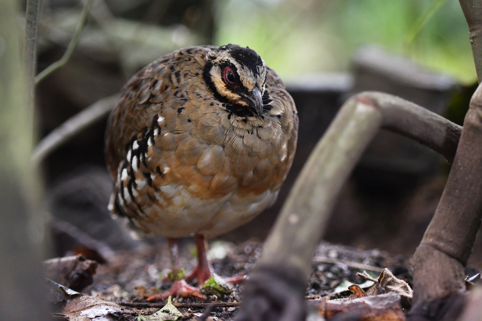 Bar-backed partridge Arborophila brunneopectus
