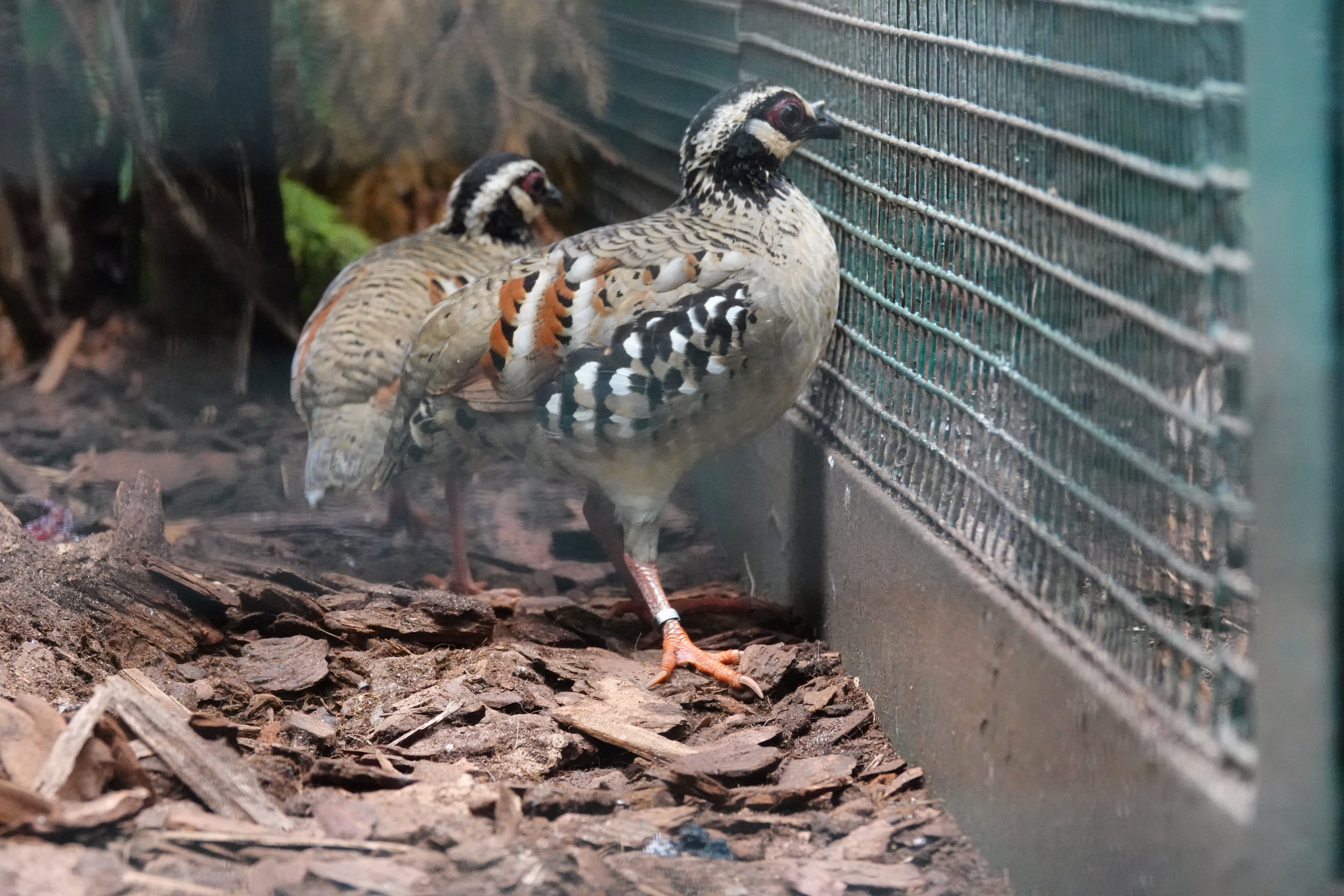 Bar-backed partridge