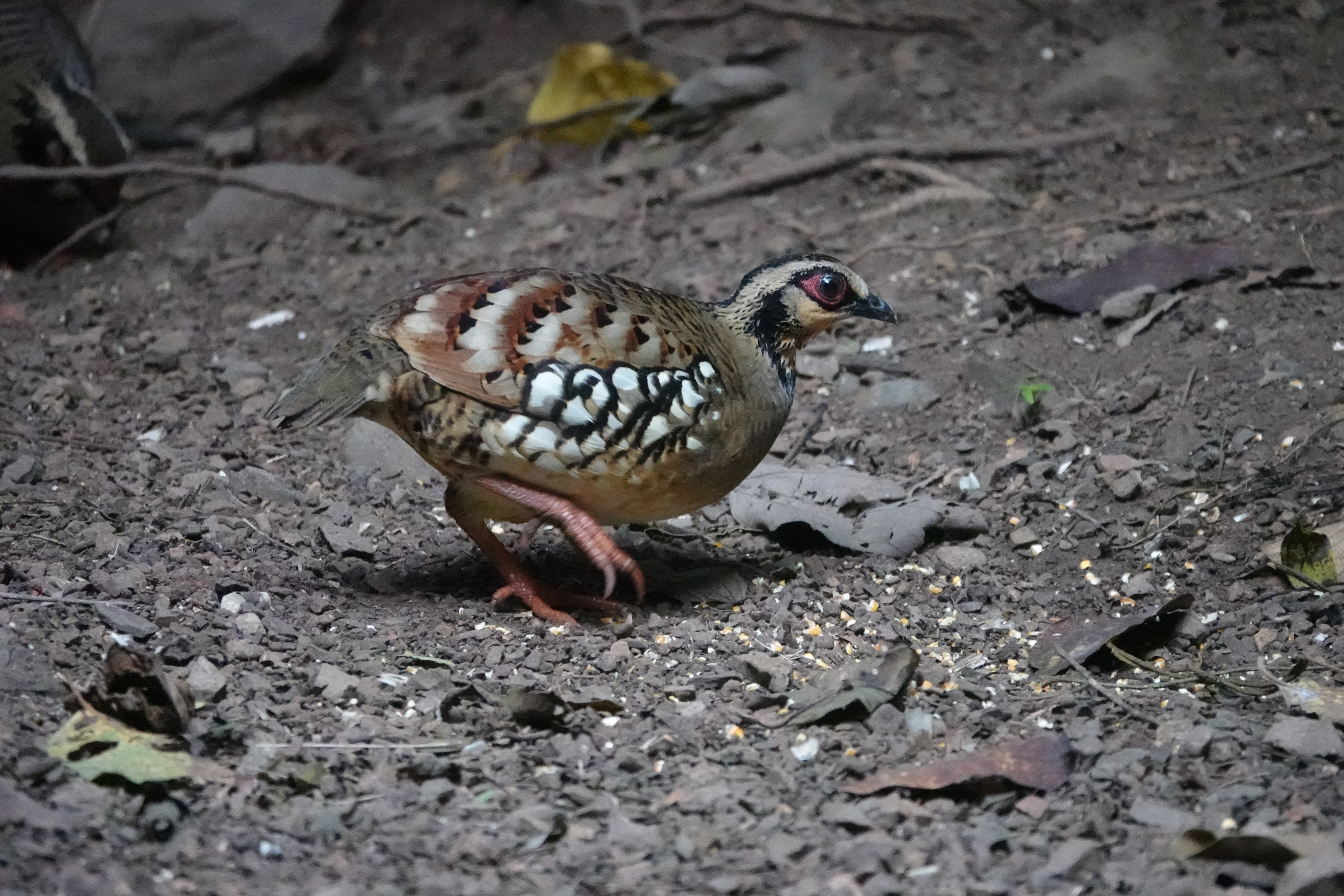 Bar-backed Partridge