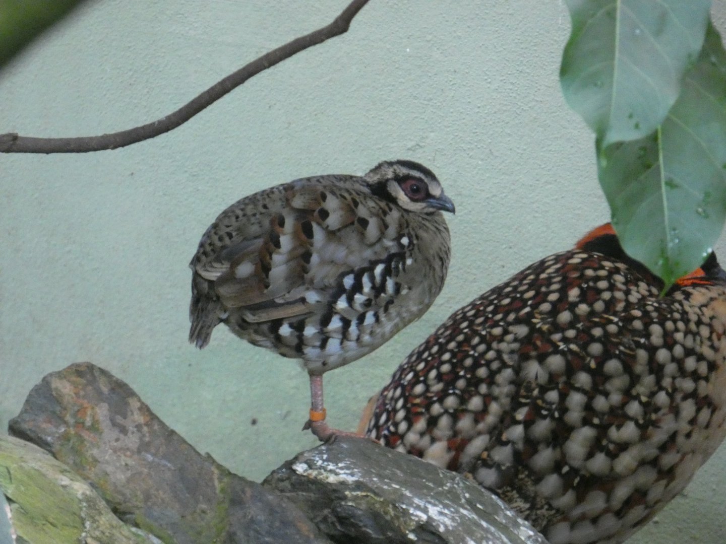 Bar-backed partridge