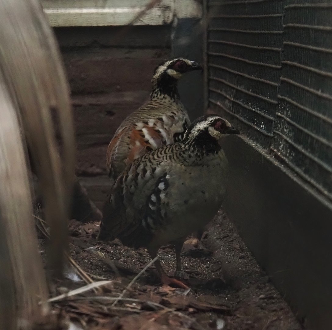 Bar-backed partridges (Arborophila brunneopectus), 2024-05-22