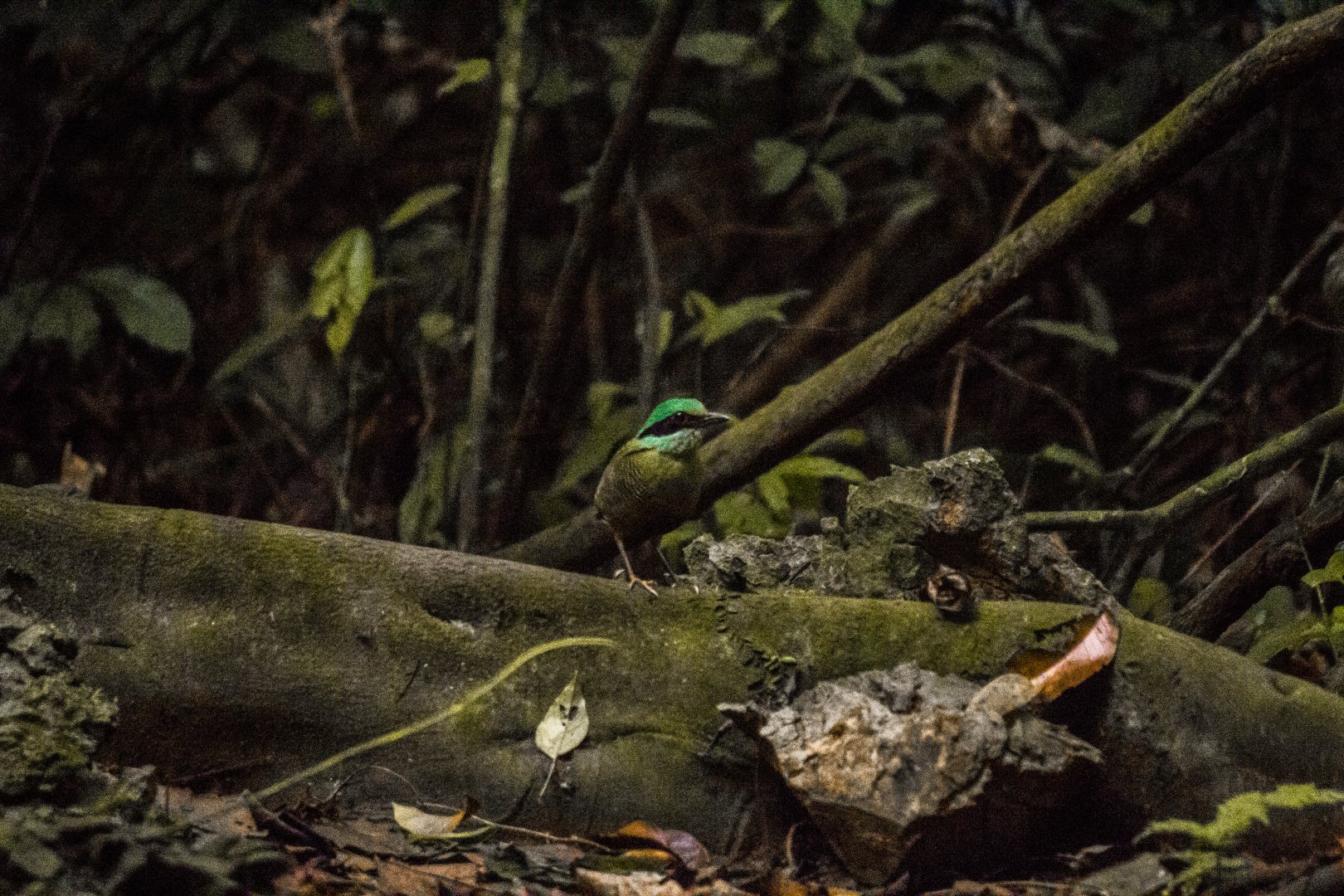 Bar-bellied pitta, Hydrornis elliotii