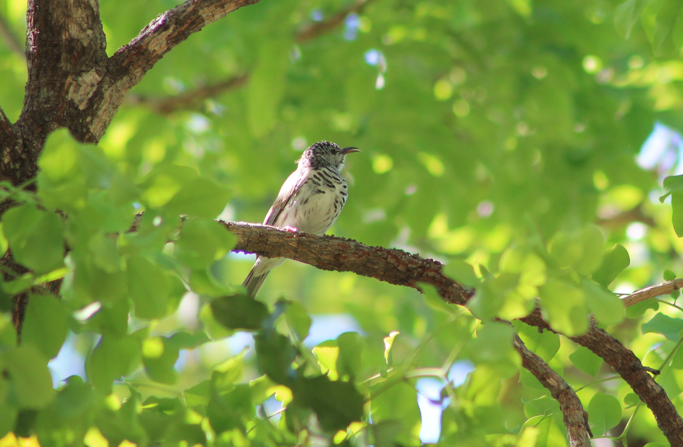 Bar-breasted Honeyeater (Ramsayornis fasciatus)