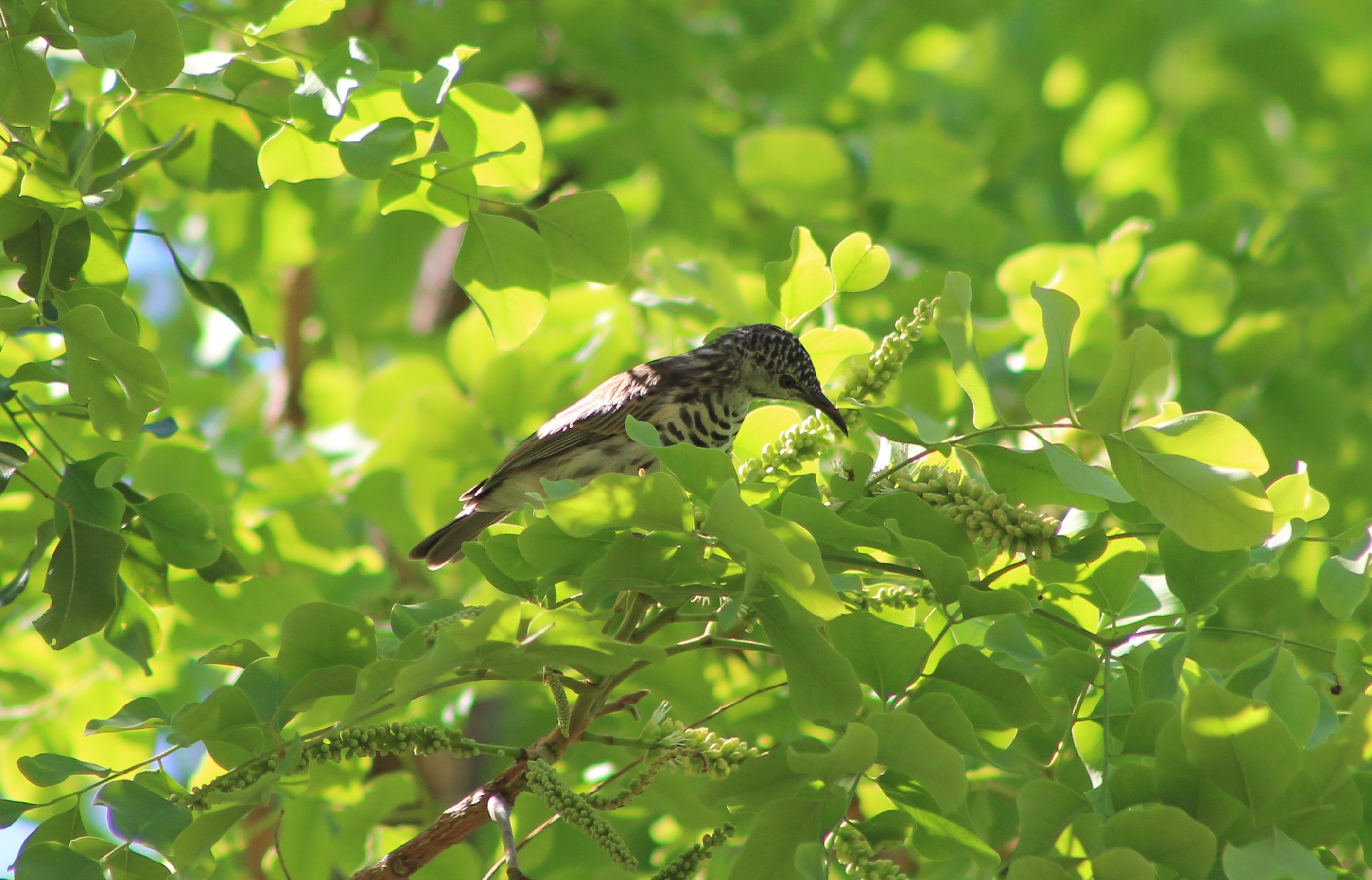 Bar-breasted Honeyeater (Ramsayornis fasciatus)