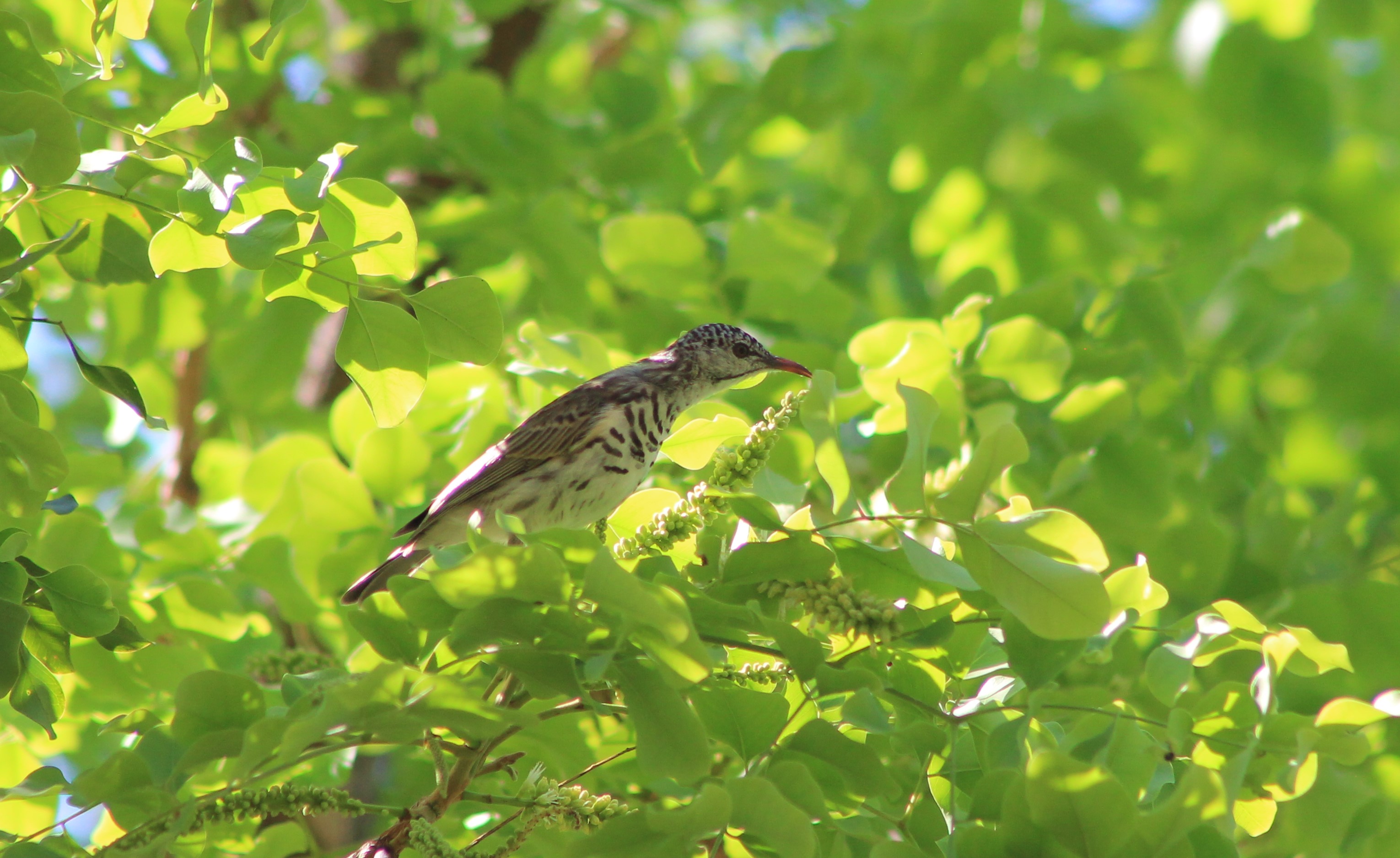 Bar-breasted Honeyeater (Ramsayornis fasciatus)