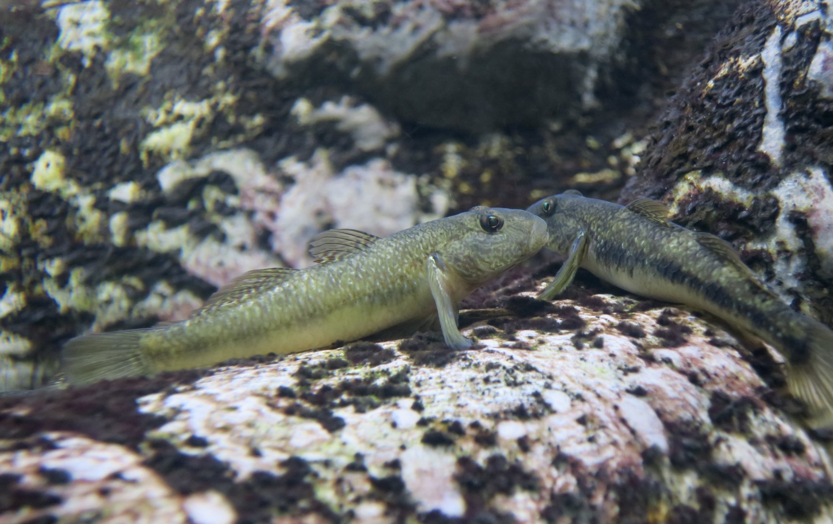 Bar Cheek Goby (Rhinogobius giurinus)