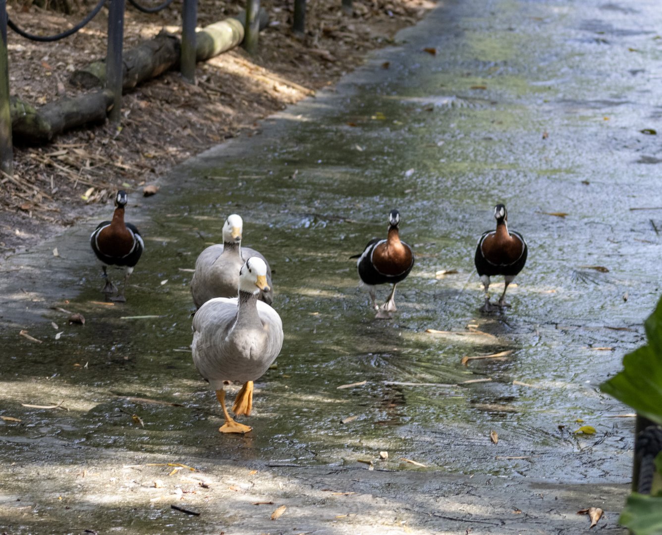 Bar-headed and Red-breasted Geese