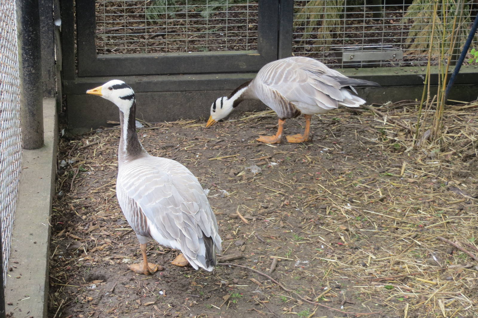 Bar-headed Geese 090515