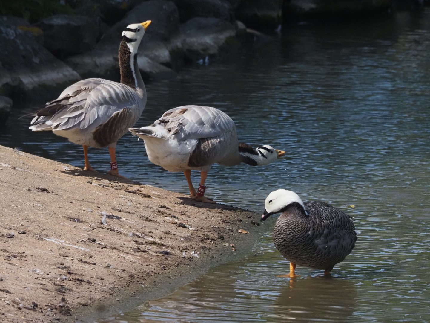Bar-Headed Geese and Emperor Goose