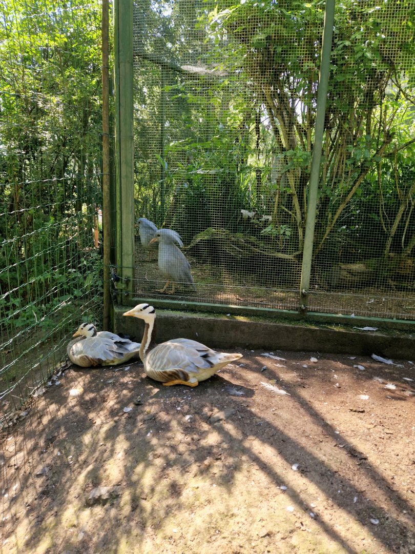 Bar-headed geese and kagus