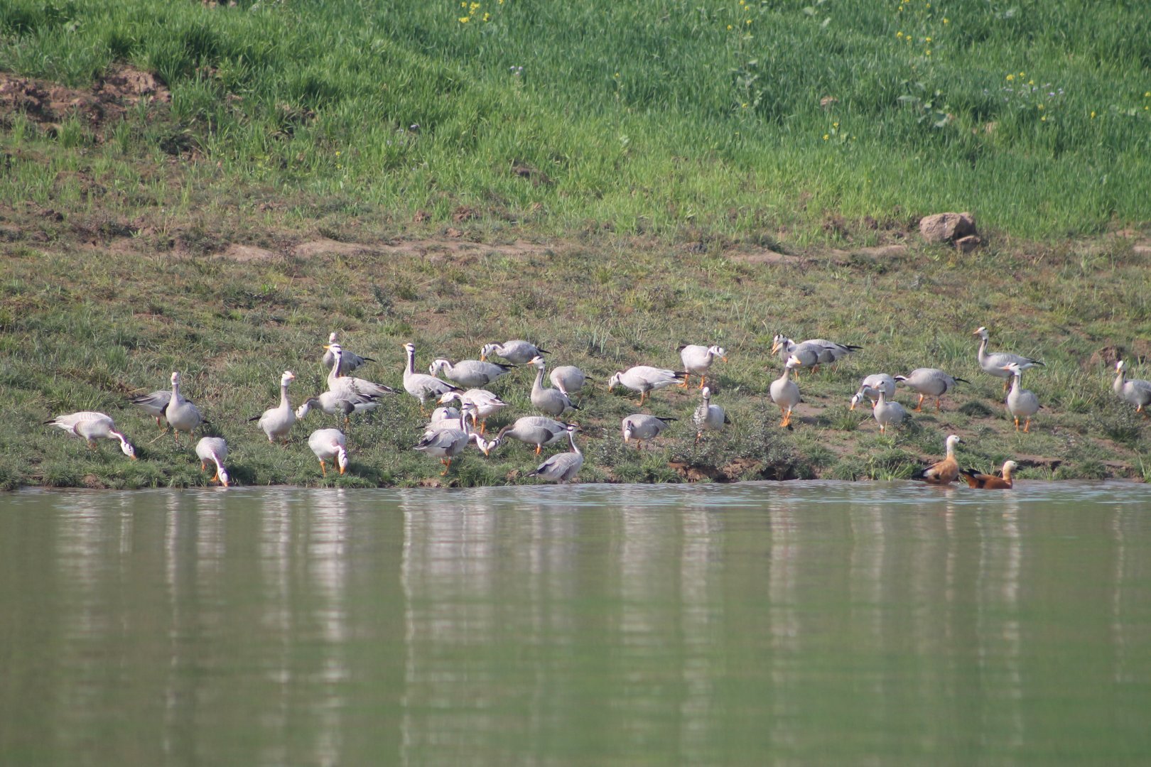 Bar-headed Geese (Anser indicus)