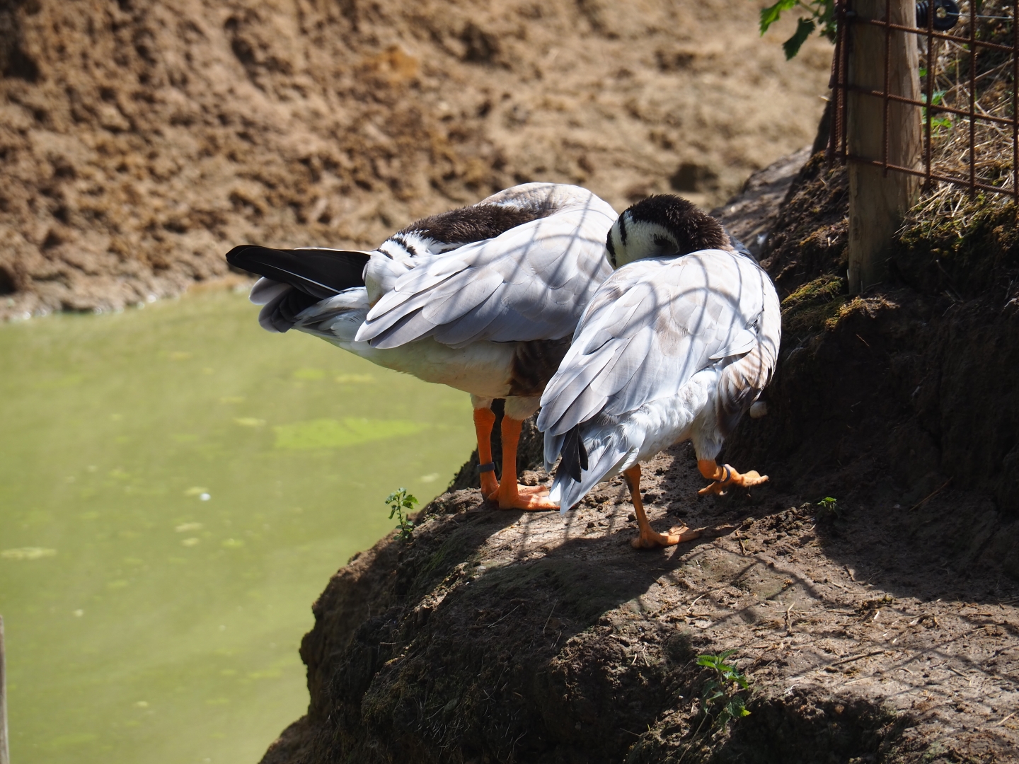 Bar-headed geese (Anser indicus)