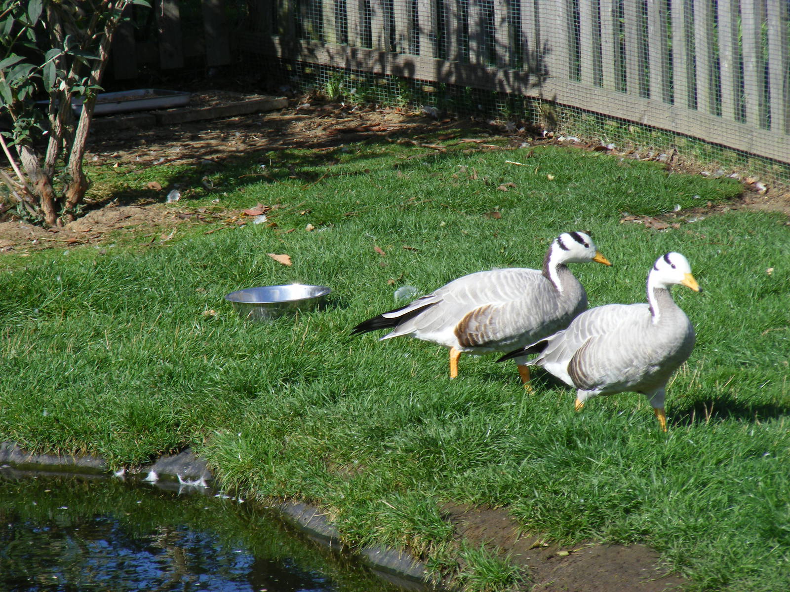 Bar-headed geese at Tropical Wings, 13 September 2011