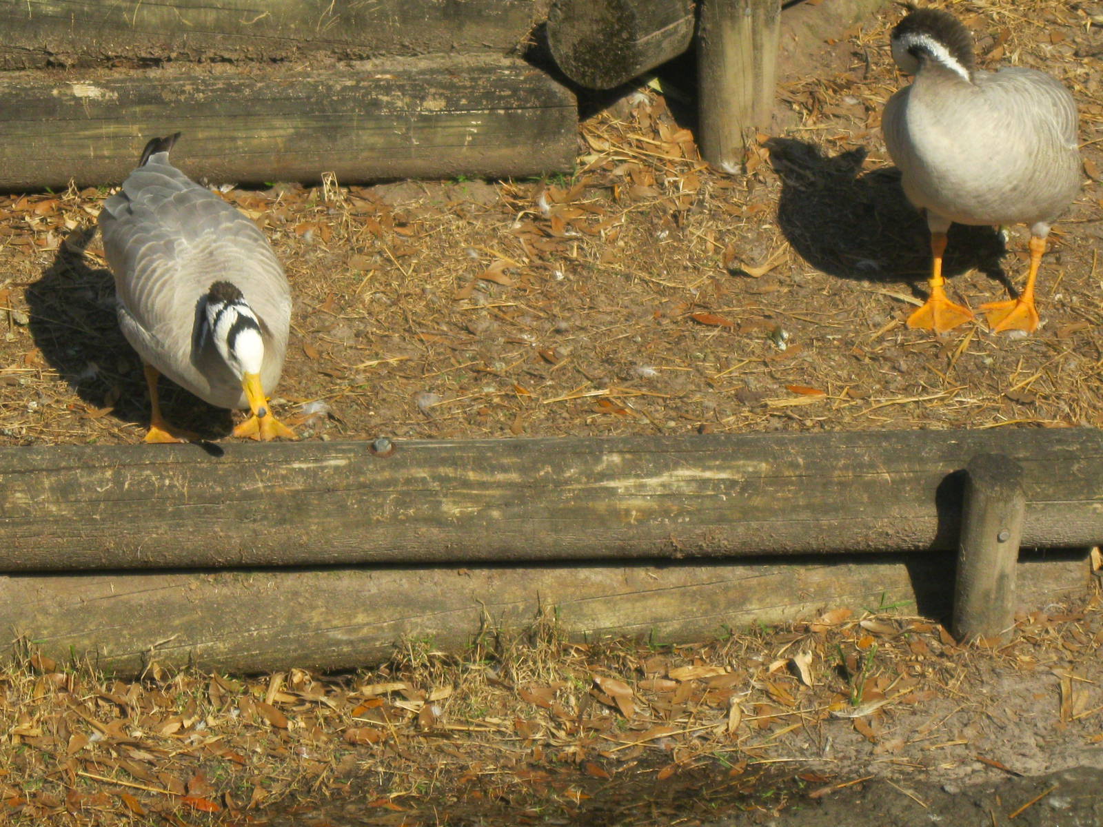 Bar-Headed Geese