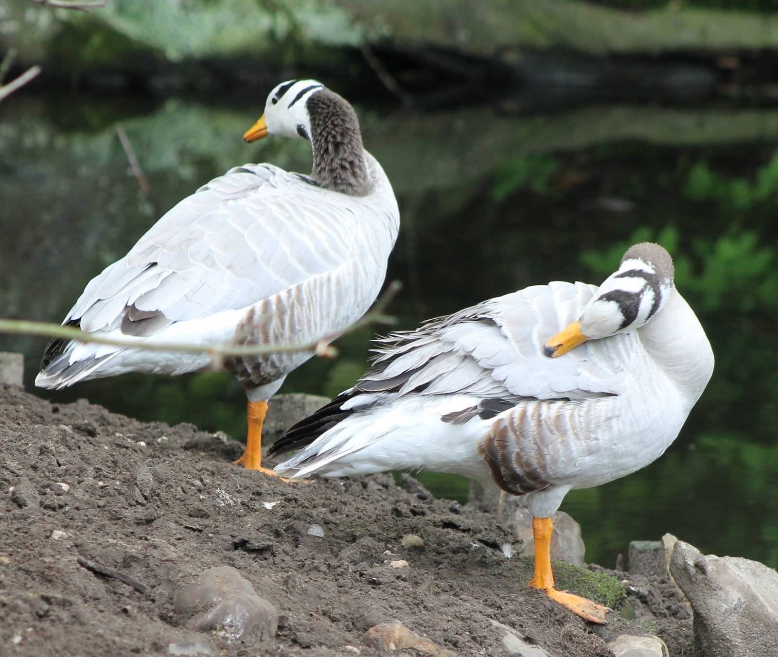 Bar-headed geese