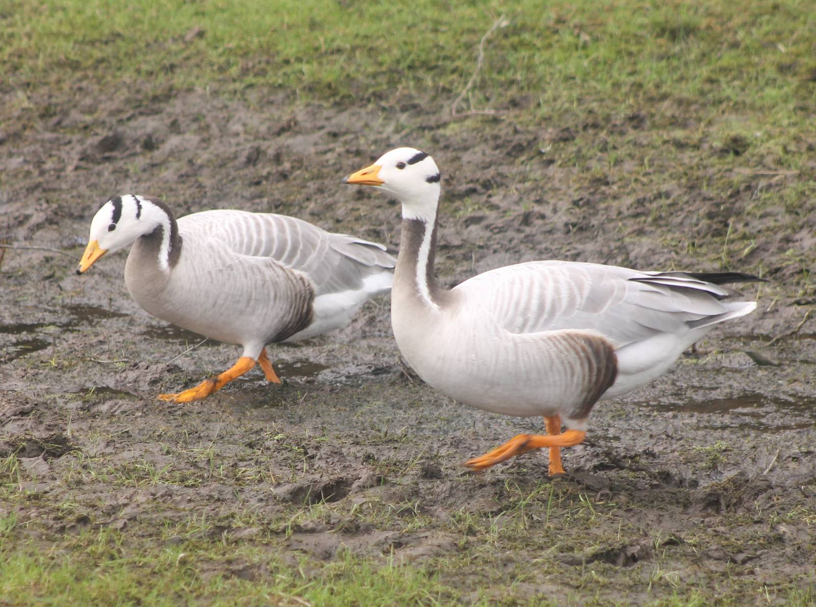 Bar-headed geese